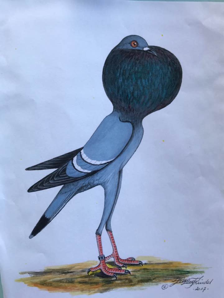 22049883_1953134348260700_6835075918405538798_n