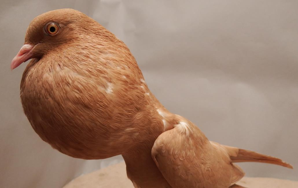 Br�nner Kr�pfer -gelb- (Copy)