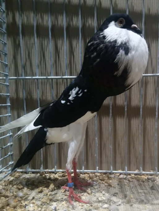 011 Simon B�tz - Schwarzgeherzt