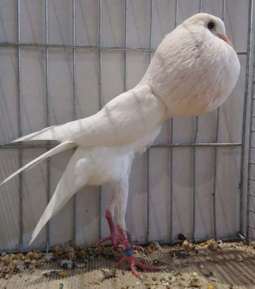 01 Ulf Egbers - Wei�