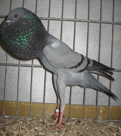 04_0,1jChr