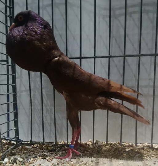 05 Uwe R�tzel - Rot