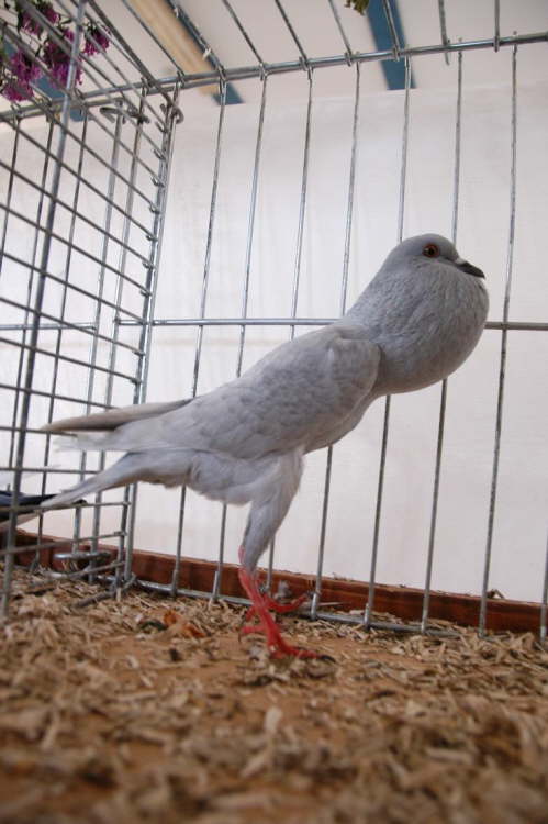 0,1 Silber von Berthold Popp