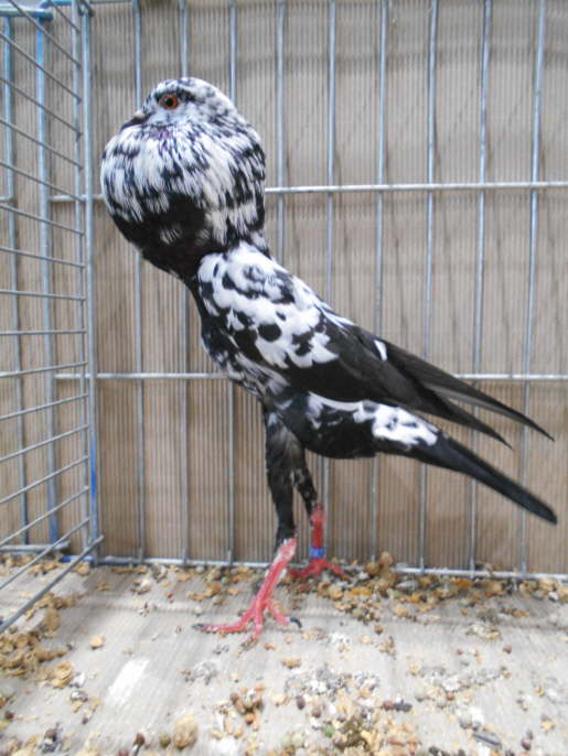 0,1 schwarztiger Gruppenschau Hannover 2018 Tim R�tzel