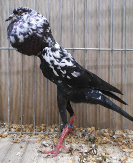 0,1 schwarztiger Hannover 2018,V, BB, Tim R�tzel (Copy)