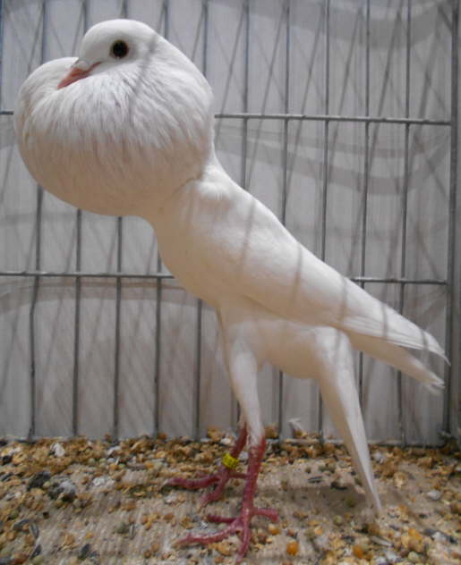 0,1 wei� Gruppenschau Hannover 2018 Dieter M�ller