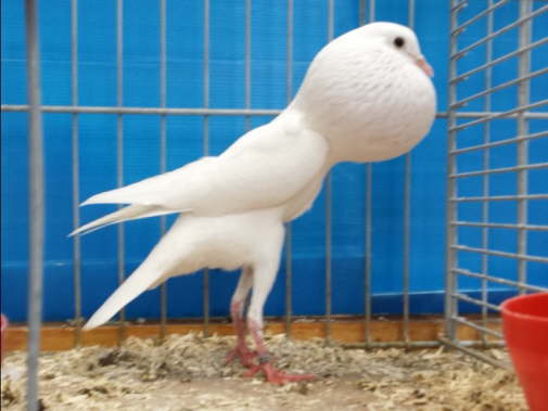 0,1 wei�, BR 2014, Patrick Schallon