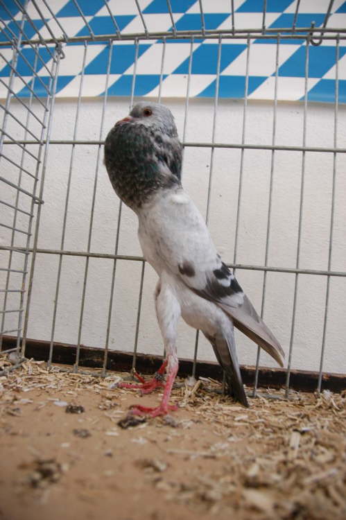 1,0 Blaufahlschimmel von Udo Chocholaty