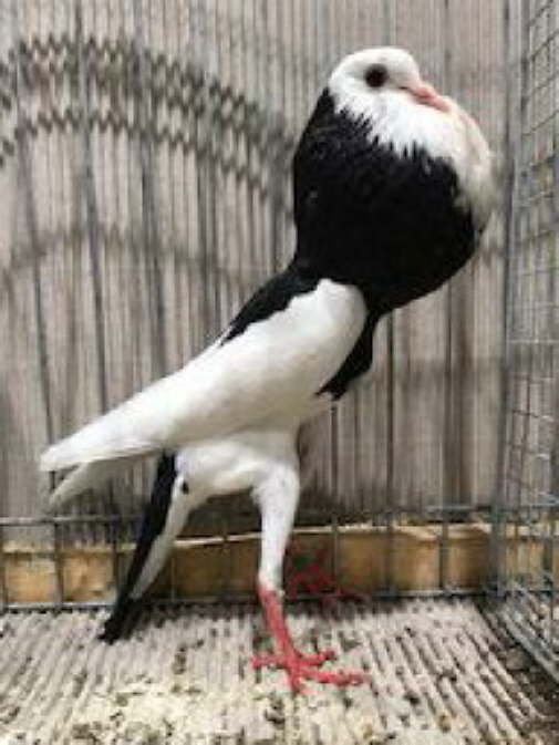 1,0  Schwarzgeganselt - 94Z, David Laurenz -hp