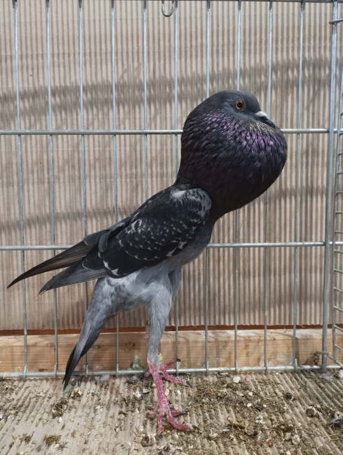 1,0 blaugeh�mmert -V-