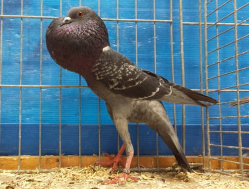 1,0 blaugeh�mmert,  BR 2014, Gerd Krieger