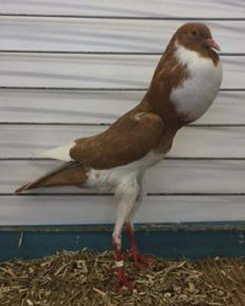 2016-11-22 Bavette Jaune 94 � 0,1 gelbgeherzt, Wolfgang Siller (A)