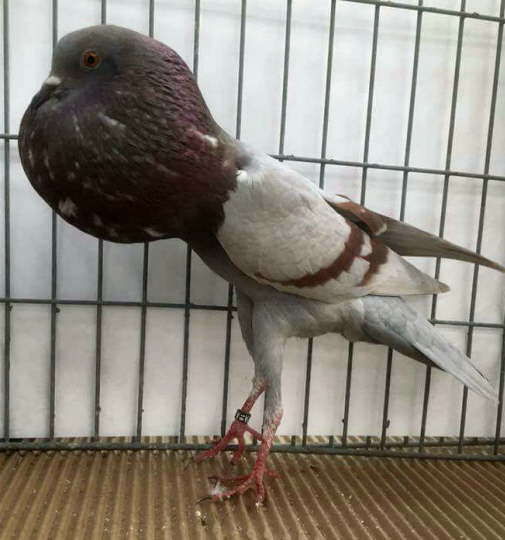 2016-11-23 Femelle rouge cenfr�e barr� 97  0,1 rotfahl, Jodie Rixon (GB)