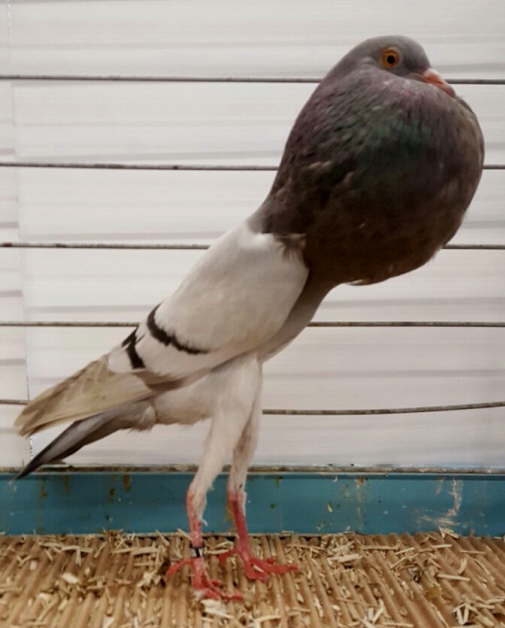 2016-11-23  femelle Argent�e -blaufahl m