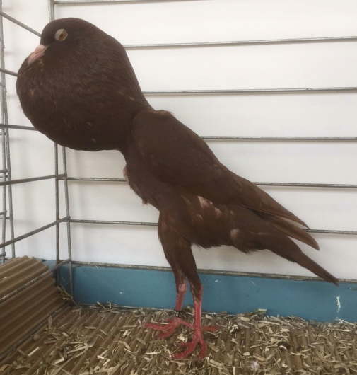 2016-11-23 m�le rouge 96 �  1,0 rot, Nick Dawyd (GB) - Kopie