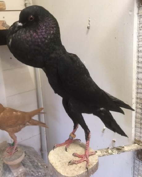 2020-11-08 M�le 1,0 - Schwarz) (3) hp