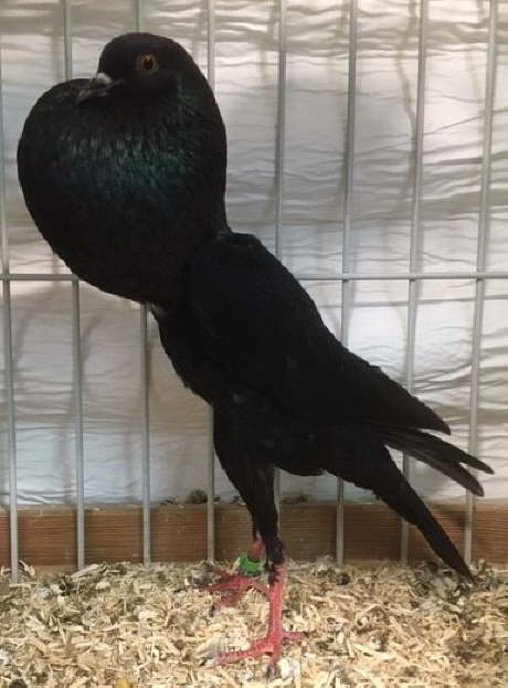 2020-11-08 Male (1,0 - Schwarz) (8) hp