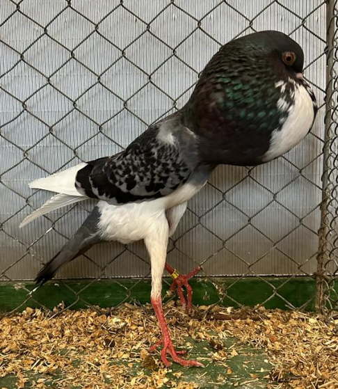 24- blaugeh�mmert-geherzt