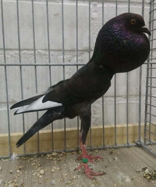 AOC_Dieter M�ller - hp