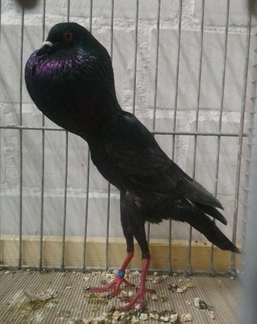 Andalusier_S�ren Helmholz - hp