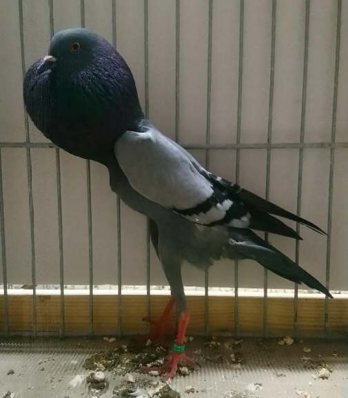 Blau_S�ren Helmholz - hp