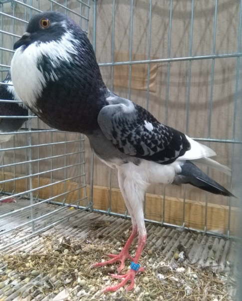 Blaugeh�mmert -Geherzt - hp