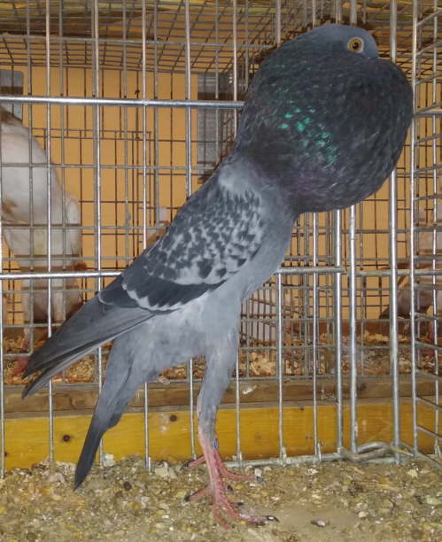 Blaugeh�mmert - hp