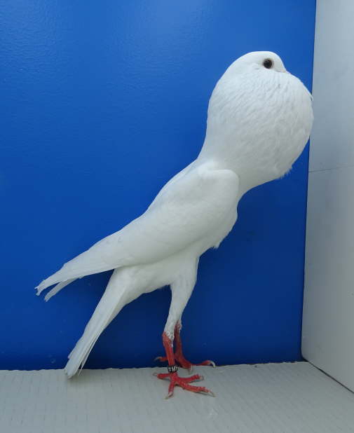 DSC00238 1,0 wei�, Werner Brunn (D)