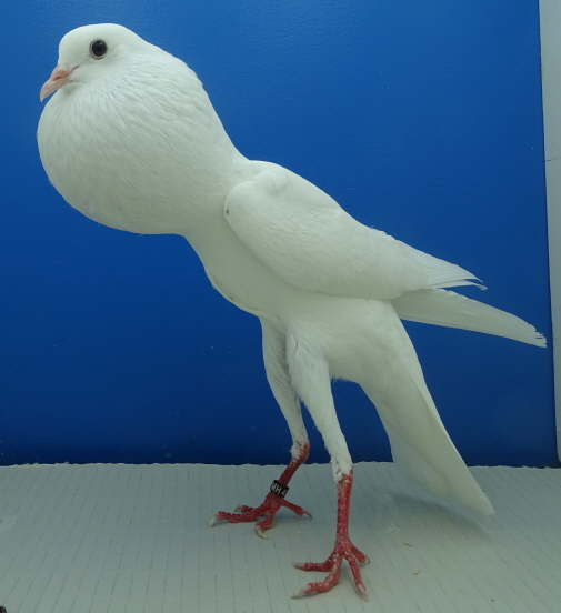 DSC00247 0,1 wei�, Werner Brunn (D)