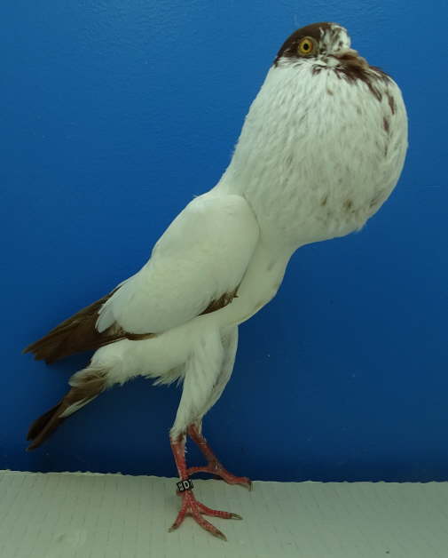 DSC00254 0,1 rotgestorcht, Manfred M�ller (D)