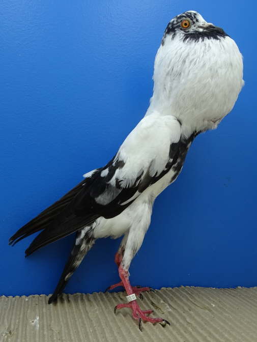 DSC00303 1,0 schwarzgestorcht, Manfred M�ller