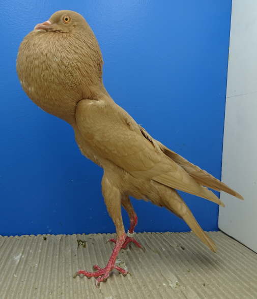 DSC00346 0,1 gelb, Franz Josef L�tkehellweg