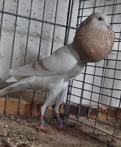 G�nter Scheschinkski