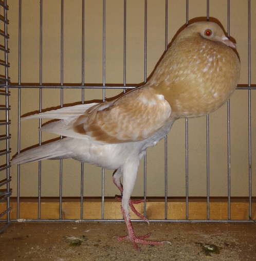 HT1810 0,1 gfg K�hler -2