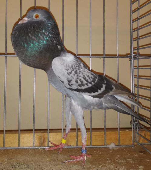 HT1811 0,1 blfg K�hler-1 -2