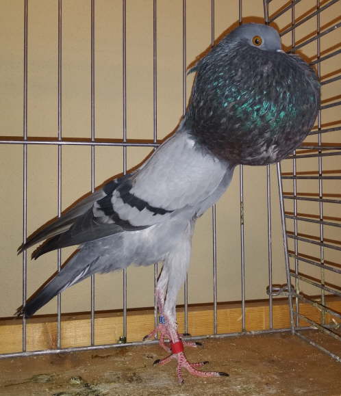 HT1812 1,0 blmsB K�hler -2