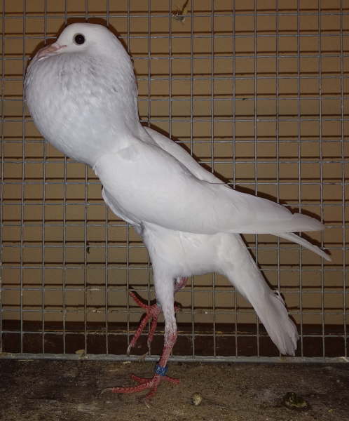 HT1816 0,1 wei� Marx -2