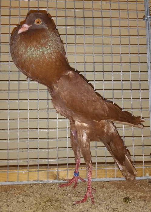 HT1818 rot L�tzner -2