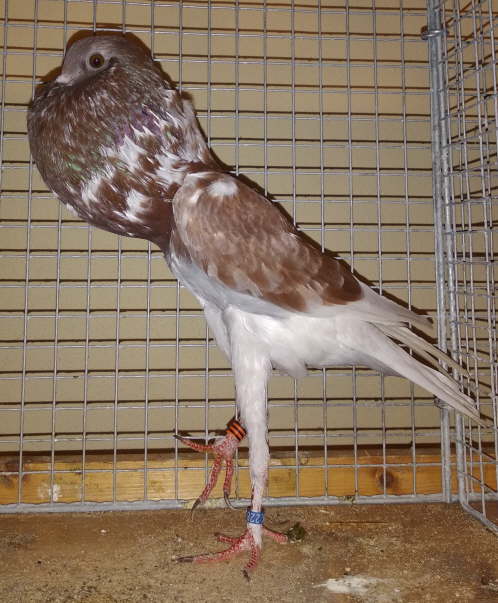 HT181 1,0rfg K�hler -2