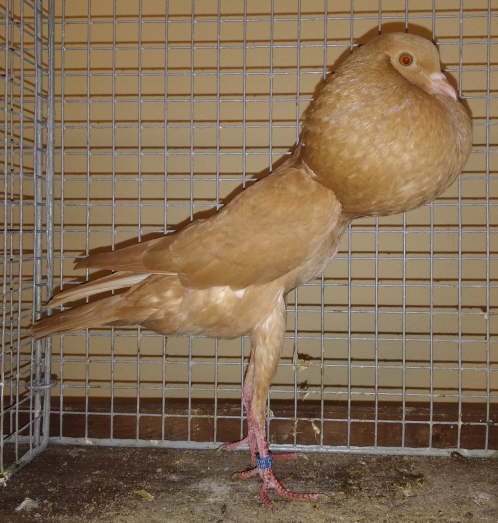 HT1823 0,1 gelb L�tzner -2