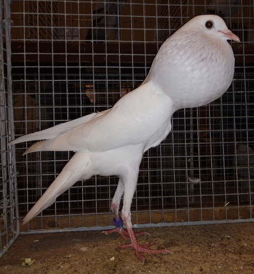 HT184 0,1 wei� Spieler -2