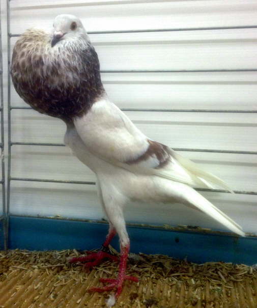 Retouch� 2 Marc 1,0 rotfahlschimmel, Herbert Schmidt