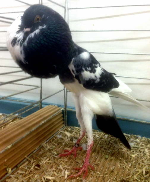 Retouch� 3 Marc -2 0,1 blaugeh�mmert-geherzt, Erwin Sedlmeier (D)