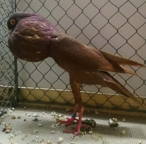 Rot_Jens-Uwe R�tzel - hp