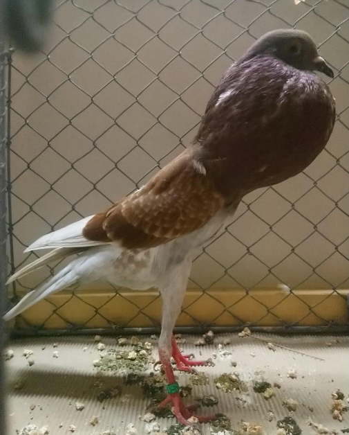 Rotfahl Geh�mmert_ Ch