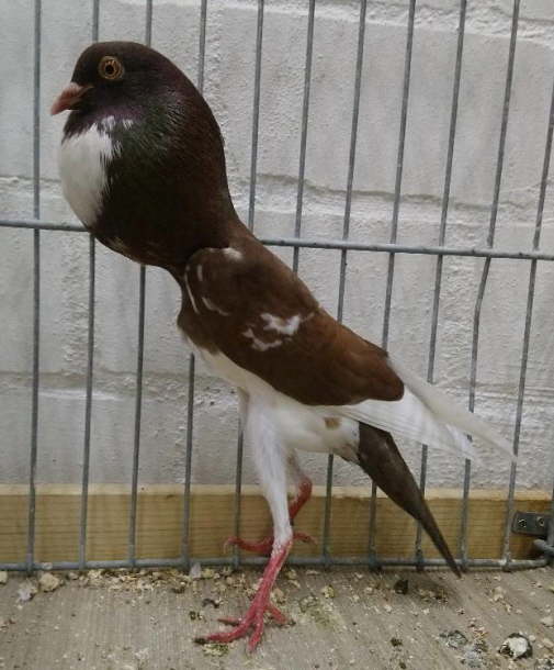 Rotgeherzt_Jens-Uwe R�tzel - hp