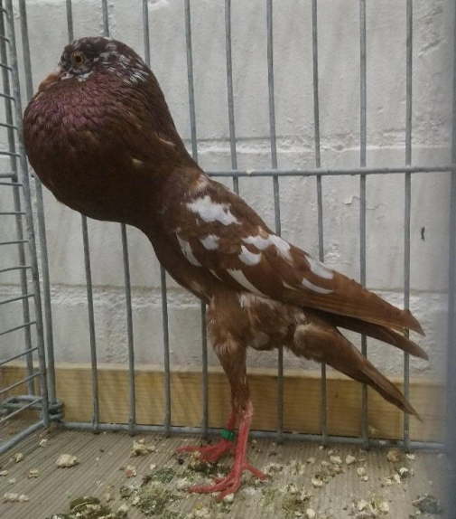 Rottiger_Tim R�tzel - hp