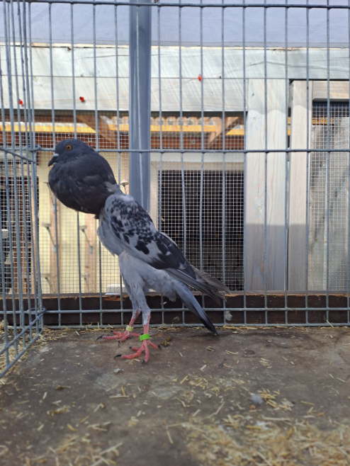 ST 2023 - Geh�mmert -2