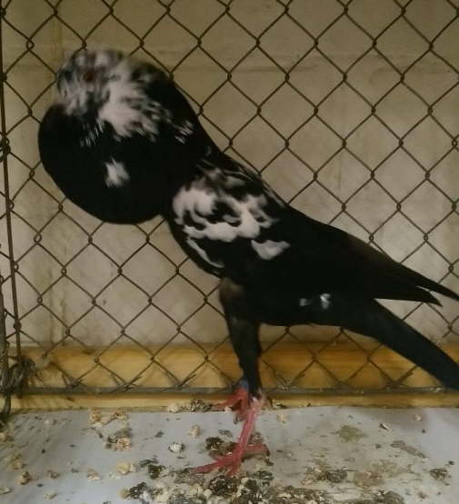 Schwarztiger_Tim R�tzel - hp