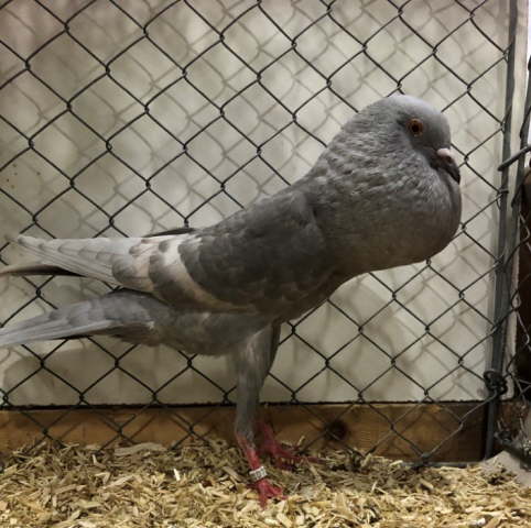 Silber - Wei�bindig